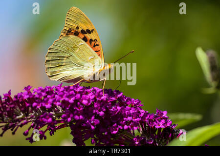 Kardinal (ceriagrion Pandora, Pandoriana pandora), auf Buddleja, Ungarn, Buekk Nationalparks Stockfoto