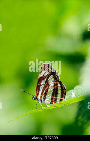 Gemeinsame glider (Neptis sappho), Ungarn, Buekk Nationalparks Stockfoto