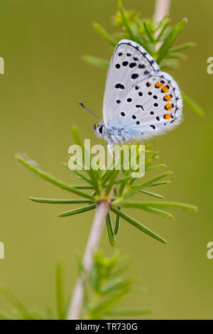 Östlichen baton Blau (Pseudophilotes vicrama), männliche Galium verum, Ungarn, Buekk Nationalparks Stockfoto