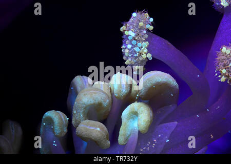 Strauchigen Althaea, Rose - von - Sharon (Hibiscus syriacus), Stigmatisierung und Staubgefäßen im UV-Licht, Deutschland Stockfoto