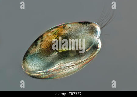 Ostracoden (Shell - überdachte Krebstiere), Saatgut Garnelen (Ostracoda), Lichtmikroskopie, Deutschland Stockfoto