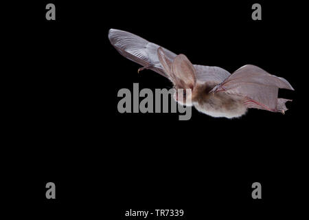 Braunes Langohr, gemeinsame Langohr (Plecotus auritus), nachts fliegen, Niederlande Stockfoto