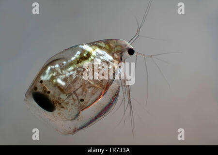 Gemeinsame Wasserfloh (Daphnia pulex), licht-Feld Bild mit Polarisierung, mikroskopische Bild, Deutschland Stockfoto