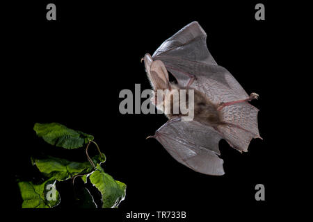 Braunes Langohr, gemeinsame Langohr (Plecotus auritus), nachts fliegen, Niederlande Stockfoto