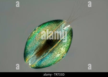 Ostracoden (Shell - überdachte Krebstiere), Saatgut Garnelen (Ostracoda), Lichtmikroskopie, Deutschland Stockfoto