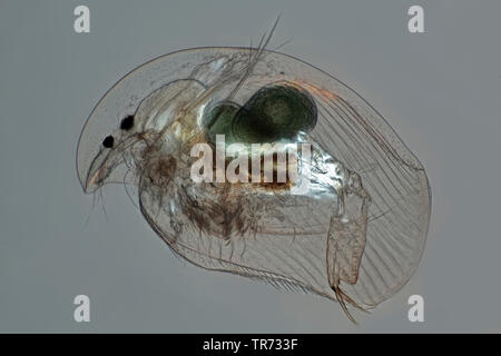 Gemeinsame Wasserfloh (Daphnia pulex), licht-Feld Bild mit Polarisierung, mikroskopische Bild, Deutschland Stockfoto
