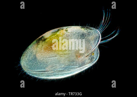 Ostracoden (Shell - überdachte Krebstiere), Saatgut Garnelen (Ostracoda), Lichtmikroskopie, Deutschland Stockfoto