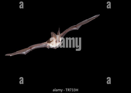 Braunes Langohr, gemeinsame Langohr (Plecotus auritus), nachts fliegen, Niederlande Stockfoto