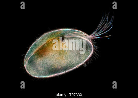 Ostracoden (Shell - überdachte Krebstiere), Saatgut Garnelen (Ostracoda), Lichtmikroskopie, Deutschland Stockfoto