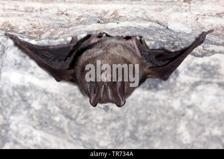 Western barbastelle (Barbastella barbastellus), unter einer Decke hängende, Frankreich Stockfoto