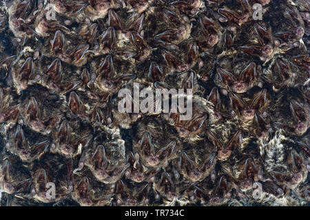 Western barbastelle (Barbastella barbastellus), Gruppe unter einer Decke hängende, Frankreich Stockfoto