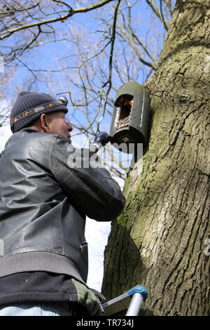 Bat-Forscher, die in einem batbox auf einem Baum, Niederlande Stockfoto