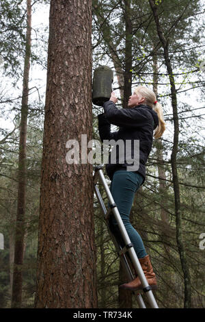 Weibliche bat Forscher ist die Kontrolle einer batbox auf einem Baum, Niederlande Stockfoto