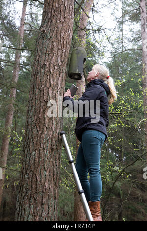 Weibliche bat Forscher ist die Kontrolle einer batbox auf einem Baum, Niederlande Stockfoto