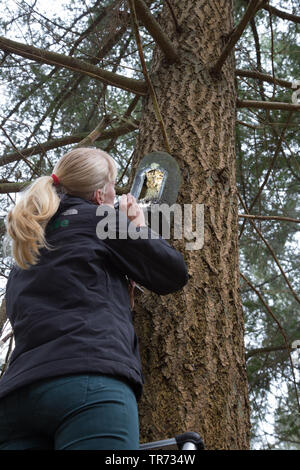 Weibliche bat Forscher ist die Kontrolle einer batbox auf einem Baum, Niederlande Stockfoto