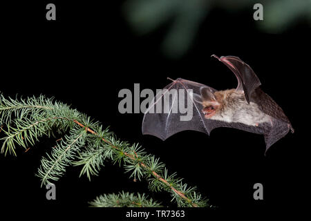 Die Bechstein bat (Myotis bechsteinii), nachts fliegen, Belgien Stockfoto