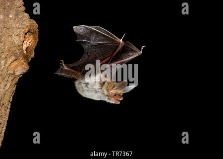 Die Bechstein bat (Myotis bechsteinii), nachts fliegen, Belgien Stockfoto