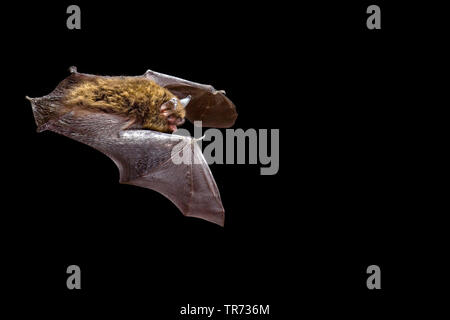 Brandt bat (Myotis brandti, Myotis brandtii), nachts fliegen, Frankreich Stockfoto