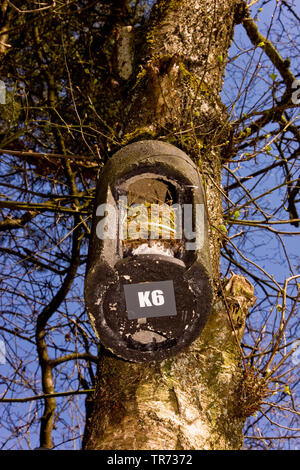 Batbox im Baum, Niederlande Stockfoto