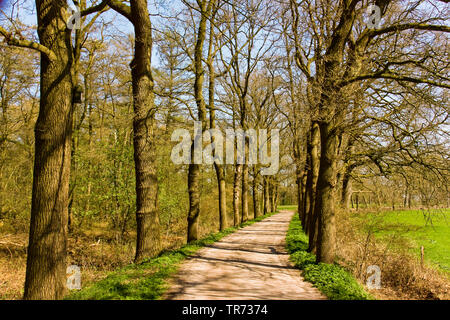 Batbox im Baum, Niederlande Stockfoto