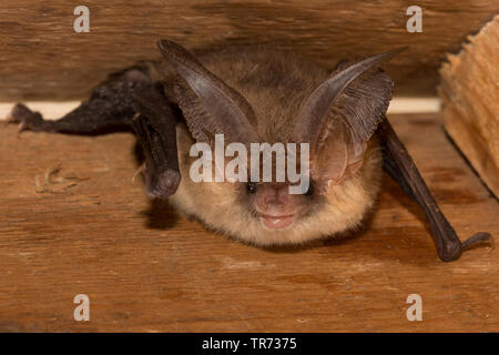 Braunes Langohr, gemeinsame Langohr (Plecotus auritus), in einem batbox, Belgien Stockfoto