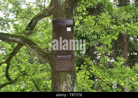 Batbox im Baum, Niederlande Stockfoto