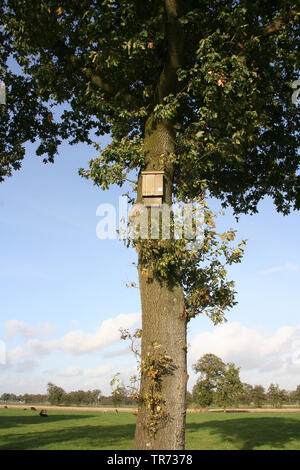Batbox im Baum, Niederlande Stockfoto