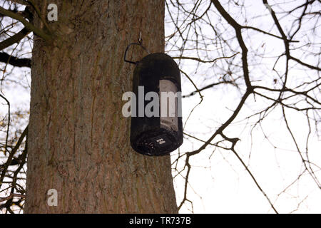 Batbox im Baum, Niederlande Stockfoto