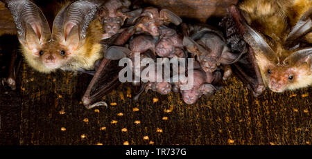 Braunes Langohr, gemeinsame Langohr (Plecotus auritus), junge fledermäuse zwischen Erwachsenen, Niederlande Stockfoto