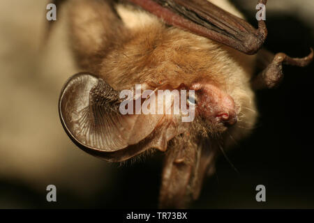 Braunes Langohr, gemeinsame Langohr (Plecotus auritus), Porträt, Belgien Stockfoto