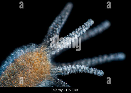 Braun europäischen Hydra (Hydra vulgaris), in dunklen Bereich, Deutschland Stockfoto