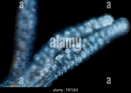 Braun europäischen Hydra (Hydra vulgaris), Tentakeln, in dunklen Bereich, Deutschland Stockfoto