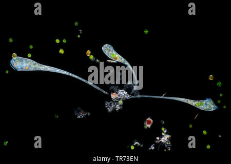 Trompete animalcule (Stentor spec.), drei animalcules auf der Suche nach Essen, Deutschland Stockfoto