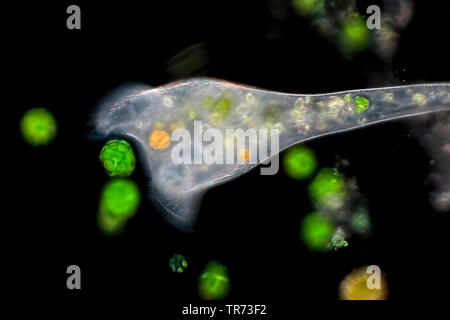 Trompete animalcule (Stentor spec.), auf der Suche nach Essen, Deutschland Stockfoto