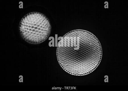 Diatomeen (Diatomeae), Fossile Kieselalgen im Dunkelfeld Stockfoto