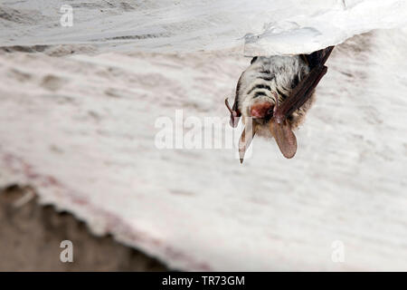 Die Bechstein bat (Myotis bechsteinii), kopfüber in einer höhle an der Decke hängenden, Frankreich Stockfoto