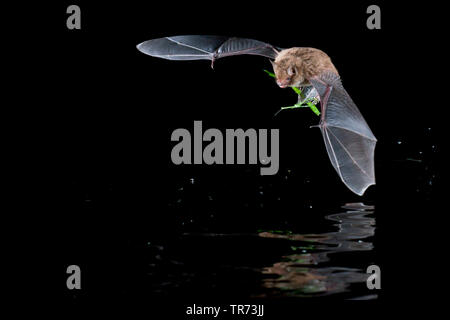 Die daubenton bat (Myotis daubentoni, Myotis daubentonii), Jagd in der Nacht an der Wasseroberfläche, Niederlande Stockfoto