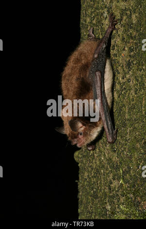 Die daubenton bat (Myotis daubentoni, Myotis daubentonii), kopfüber an einem Baum hängend, Niederlande Stockfoto