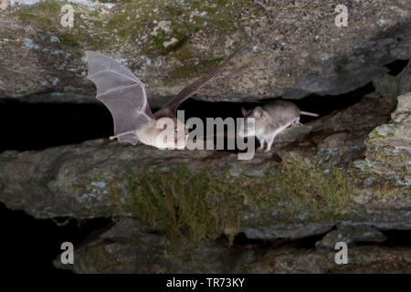 Mehr Hufeisennase (Rhinolophus ferrumequinum), Höhle, die Begegnung mit einem gestreiften Feldmaus, Bulgarien, Rhodopen Stockfoto