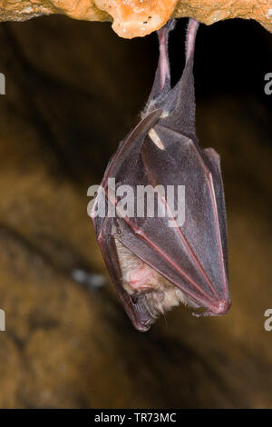 Mehr Hufeisennase (Rhinolophus ferrumequinum), hängen, Frankreich Stockfoto