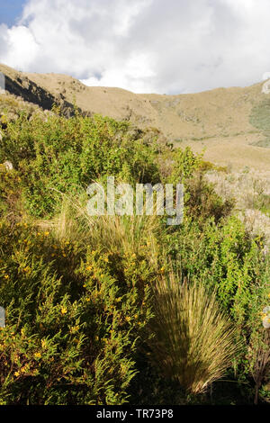 Papallacta Pass, Ecuador, Quito Stockfoto