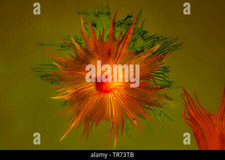 Maßstab Haar einer Bromelie, fluoreszierendes Bild, x16 Stockfoto