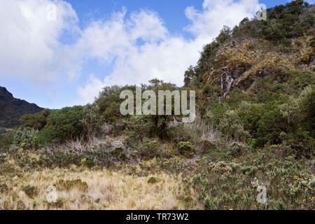 Papallacta Pass, Ecuador, Quito Stockfoto