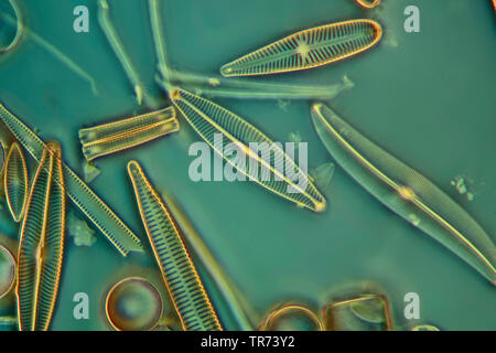 Diatomeen (Kieselalgen Diatomeae), in Phase Kontrast und Interferenz Kontrast, x160 Stockfoto