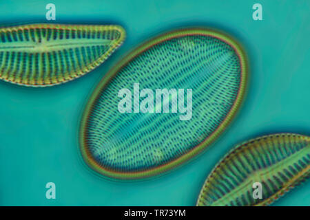 Diatomeen (Kieselalgen Diatomeae), in Phase Kontrast und Interferenz Kontrast, x200 Stockfoto