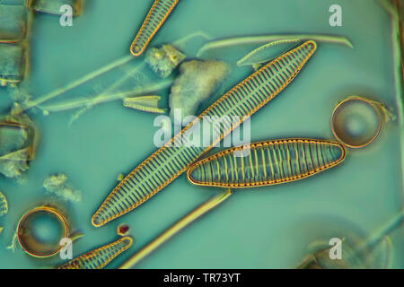 Diatomeen (Kieselalgen Diatomeae), in Phase Kontrast und Interferenz Kontrast, x200 Stockfoto