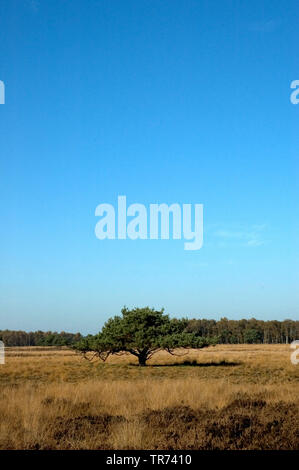 Strabrechtse Heide Nederland, Niederlande, Drenthe Stockfoto