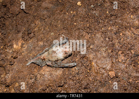 Mehr Mouse-eared bat, große Mouse-Eared Bat (Myotis myotis), Jungen tot auf dem Boden, Frankreich Stockfoto