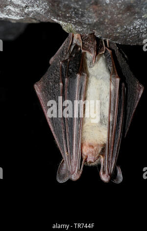 Mehr Mouse-eared bat, große Mouse-Eared Bat (Myotis myotis), kopfüber in einer höhle hängende, Deutschland Stockfoto