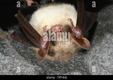 Mehr Mouse-eared bat, große Mouse-Eared Bat (Myotis myotis), kopfüber in einer höhle hängende, Deutschland Stockfoto